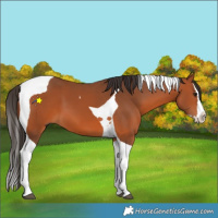Horse Color:Bay Splash Tobiano 
