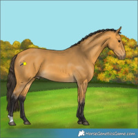 Horse Color:Buckskin 