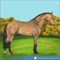 Horse Color:Buckskin 