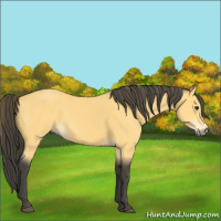 Horse Color:Buckskin