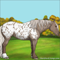 Horse Color:Silver Grullo Appaloosa 