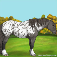 Horse Color:Grullo Appaloosa 