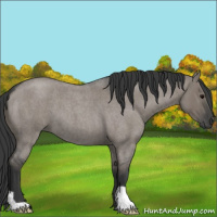 Horse Color:Grullo Roan 