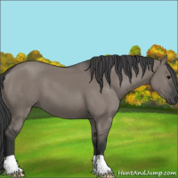 Horse Color:Grullo 