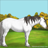 Horse Color:Grullo Appaloosa 