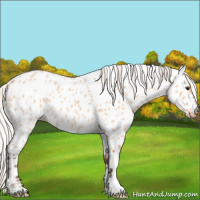 Horse Color:Silver Bay Dun Appaloosa 