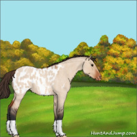 Horse Color:Brown Roan Dun Appaloosa 