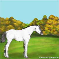 Horse Color:Grullo Appaloosa 