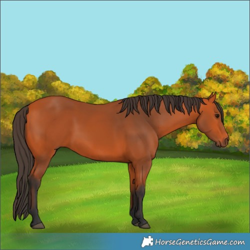 Horse Color:Bay 