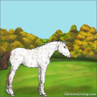 Horse Color:Classic Champagne Dun Leopard