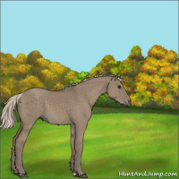 Horse Color:Silver Grullo 