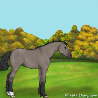 Horse Color:Grullo 