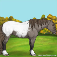 Horse Color:Smoky Grullo Appaloosa 