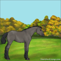 Horse Color:Grullo 