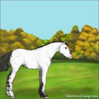 Horse Color:Grullo Appaloosa 