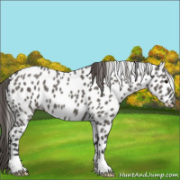 Horse Color:Grullo Appaloosa 