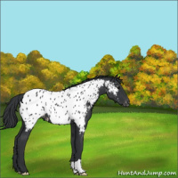 Horse Color:Black Appaloosa 