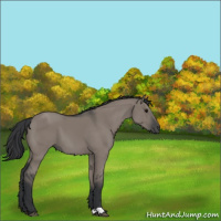 Horse Color:Grullo 