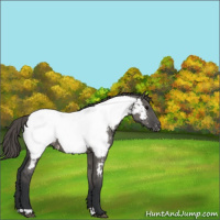 Horse Color:Grullo Near Fewspot 