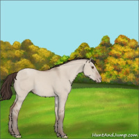 Horse Color:Classic Champagne Dun