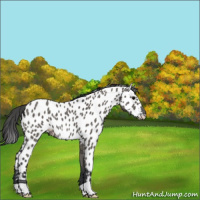 Horse Color:Grullo Appaloosa 