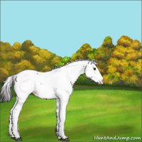 Horse Color:Grullo Fewspot