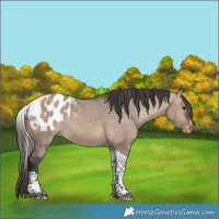 Horse Color:Bay Dun Tobiano Appaloosa 