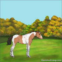 Horse Color:Bay Tobiano Blanket