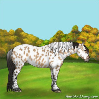 Horse Color:Gray Bay Dun Tobiano Leopard 