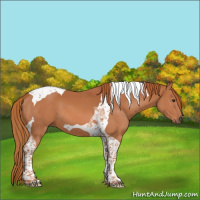 Horse Color:Chestnut Tobiano