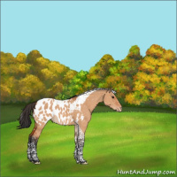 Horse Color:Bay Dun Tobiano Appaloosa 