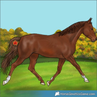 Horse Color:Chestnut 