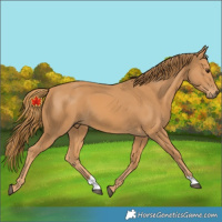 Horse Color:Unknown 