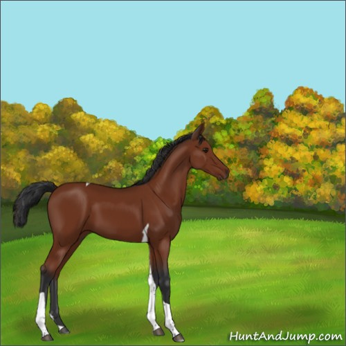 Horse Color:Brown Tobiano 