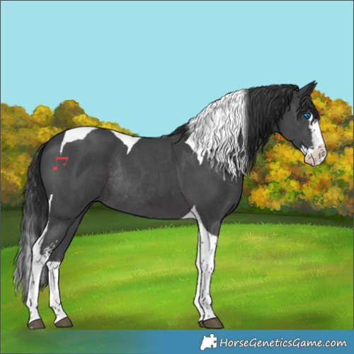 Horse Color:Black Sabino Splash Tobiano Rabicano 
