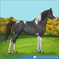 Horse Color:Black Sabino Splash Tobiano Rabicano 