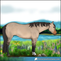 Horse Color:Brown Dun 