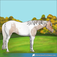 Horse Color:Silver Bay Roan Dun Tobiano 