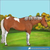 Horse Color:Silver Bay Tobiano 