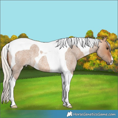 Horse Color:Silver Bay Roan Dun Tobiano 