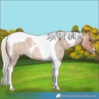 Horse Color:Silver Bay Roan Dun Tobiano