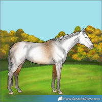 Horse Color:Gray Amber Cream Champagne 