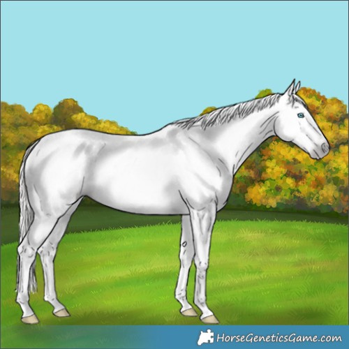 Horse Color:Gray Silver Amber Champagne Dun Splash Tobiano Appaloosa Rabicano 