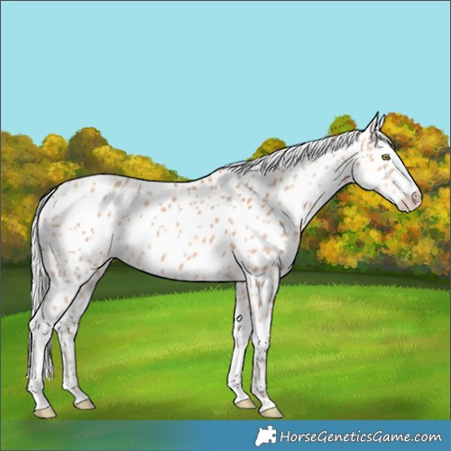 Horse Color:Silver Amber Champagne Appaloosa