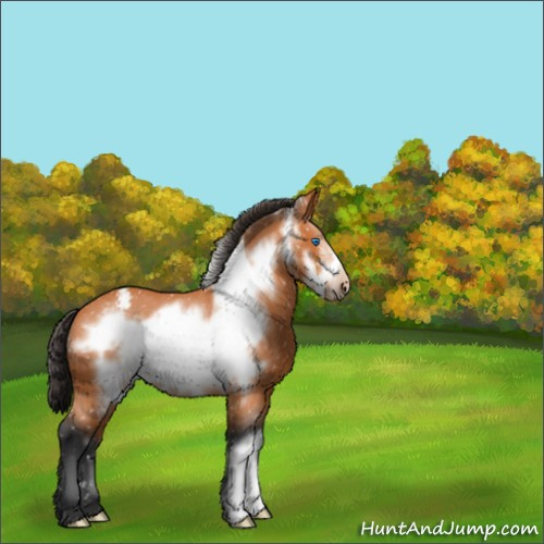 Horse Color:Bay Frame Appaloosa Rabicano 