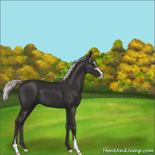 Horse Color:Liver Chestnut Mushroom Sabino 