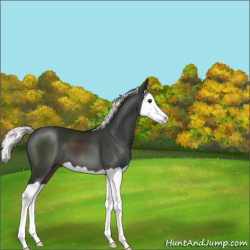 Horse Color:Liver Chestnut Mushroom Splash 