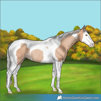 Horse Color:Silver Classic Champagne Splash Tobiano Rabicano 