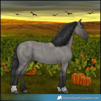Horse Color:Grullo Roan 