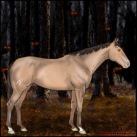 Horse Color:Amber Champagne